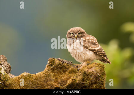 Steinkauz (Athene noctua), sitzend, direkter Blick, Rheinland-Pfalz, Deutschland Stockfoto