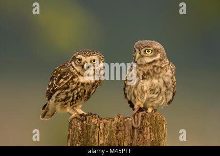 Zwei Steinkäuze (Athene noctua), alte Tier- und junge Tier auf Baumstumpf, Rheinland-Pfalz, Deutschland Stockfoto