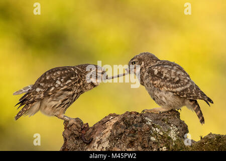 Zwei Steinkäuze (Athene noctua), die alten und jungen Tier mit Regenwurm als Beute, Rheinland-Pfalz, Deutschland Stockfoto