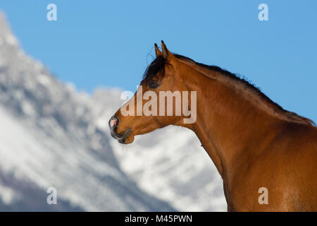 Arabian Horse, Hengst, Tier Portrait im Winter Landschaft, Tirol, Österreich Stockfoto