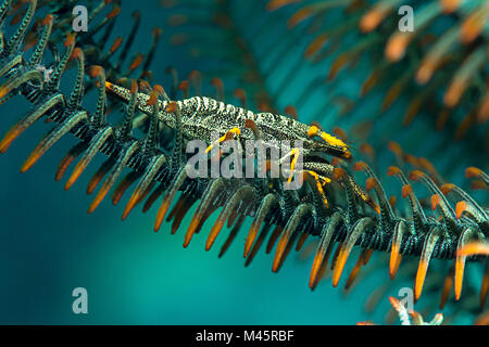 Amboinensis crinoid Garnelen (periclimenes Amboinensis) auf einem haarstern crinoid von Bali, Indonesien Stockfoto