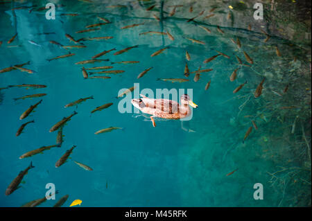 Enten und Fische im Wasser der Plitvicer Seen, Kroatien Stockfoto