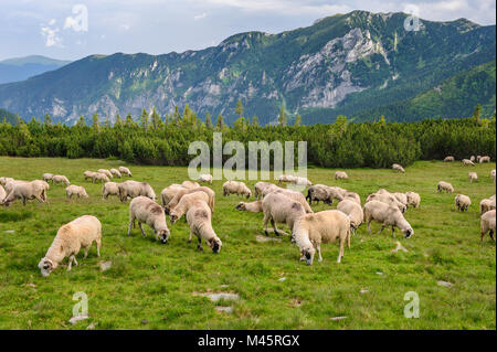 Almen im Nationalpark Retezat, Karpaten, Rumänien. Stockfoto