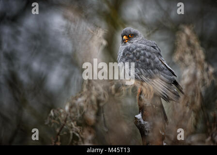 Red-footed Kestrel - Falco vespertinus, schöne Raptor aus gefrorenen Europäischen Winter Forest. Stockfoto