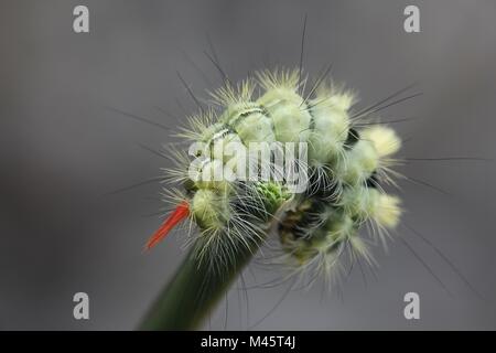 Pale tussock Motte Calliteara pudibunda Raupe, Stockfoto