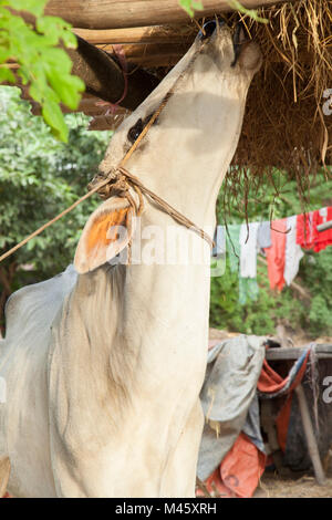 Örtliche Tierzucht Kuh essen Heu und Stroh in Bagan Myanmar Stockfoto