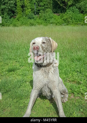 Labrador Retriever auf einen schlammigen Weg. Stockfoto