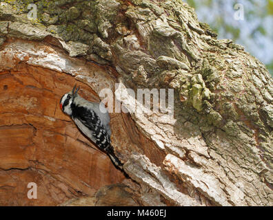 Downy Woodpecker, Dryobates pubescens, suchen Insekten innen Baumstamm im Zentrum der Insel in Toronto, Ontario, Kanada. Stockfoto