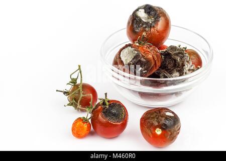 Verschimmelte Tomaten in eine Glasschüssel auf einem weißen Hintergrund. Ungesunde Lebensmittel. Schlechte Lagerung von Gemüse. Schimmel auf Lebensmitteln Stockfoto