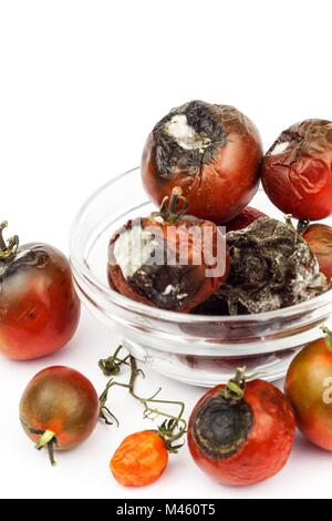 Verschimmelte Tomaten in eine Glasschüssel auf einem weißen Hintergrund. Ungesunde Lebensmittel. Schlechte Lagerung von Gemüse. Schimmel auf Lebensmitteln Stockfoto