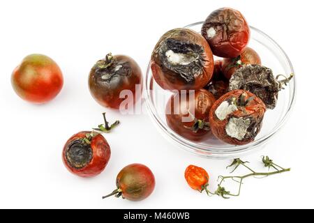Verschimmelte Tomaten in eine Glasschüssel auf einem weißen Hintergrund. Ungesunde Lebensmittel. Schlechte Lagerung von Gemüse. Schimmel auf Lebensmitteln Stockfoto