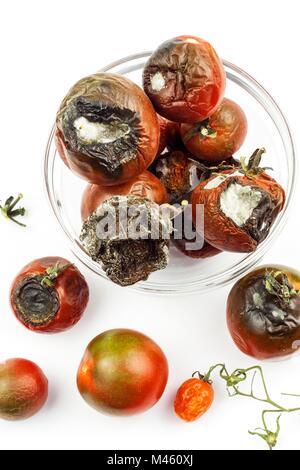 Verschimmelte Tomaten in eine Glasschüssel auf einem weißen Hintergrund. Ungesunde Lebensmittel. Schlechte Lagerung von Gemüse. Schimmel auf Lebensmitteln Stockfoto
