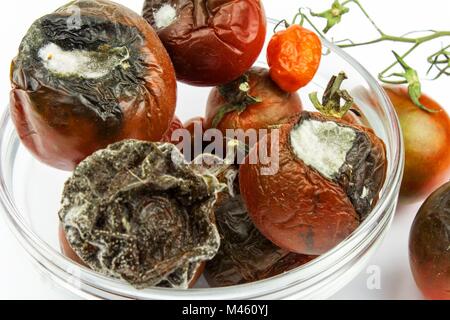 Verschimmelte Tomaten in eine Glasschüssel auf einem weißen Hintergrund. Ungesunde Lebensmittel. Schlechte Lagerung von Gemüse. Schimmel auf Lebensmitteln Stockfoto
