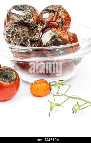Verschimmelte Tomaten in eine Glasschüssel auf einem weißen Hintergrund. Ungesunde Lebensmittel. Schlechte Lagerung von Gemüse. Schimmel auf Lebensmitteln Stockfoto