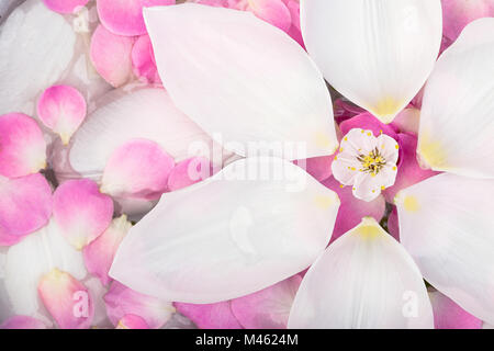 Natur, Frühling, Schönheit Konzept. weiße Blüten von Tulip sind die größten, sind sie schwimmend auf der Oberfläche des Wassers anf verfassen Kreis, in der Mitte t Stockfoto