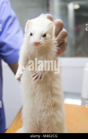 Profil Portrait eines Frettchens. Tierarzt erhält in den Körper. Stockfoto