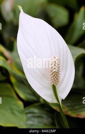 Calla lily Stockfoto