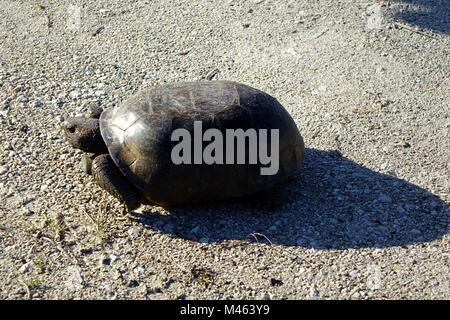 Gopher tortoise, Gopherus polyphemus, Wandern Stockfoto