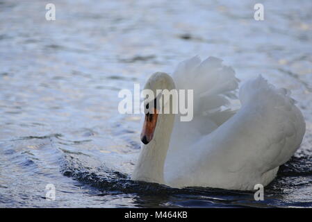 Wütend Schwan Stockfoto