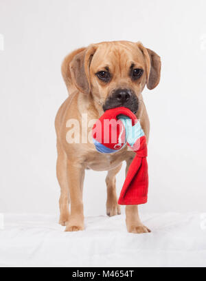 Cute Puppy stehen auf weißen Hintergrund mit Socke Spielzeug in den Mund Stockfoto