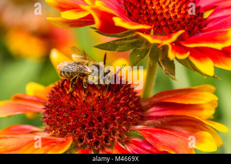 Eine Nahaufnahme einer Biene essen Honig auf eine bunte Blume in einem sonnigen Tag. Stockfoto