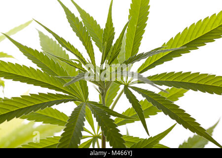 Frische Marihuana-Pflanze Blätter auf weißem Hintergrund Stockfoto