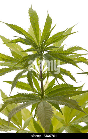 Frische Marihuana-Pflanze Blätter auf weißem Hintergrund Stockfoto