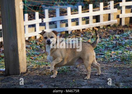 Chihuahua Mix im Hinterhof Stockfoto