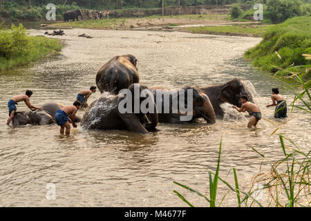 Chiang Mai, Thailand - April 4, 2017: Thai Elefanten ein Bad genommen durch mahout am Fluss. Stockfoto