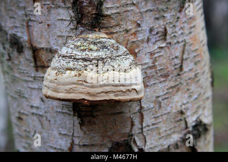 Pilz (Fomes fomentarius Huf) auf Silber Birken, Holme Fen SSSI Naturschutzgebiet, Cambridgeshire, England, Großbritannien Stockfoto