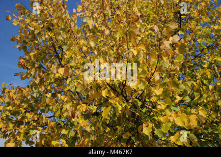 Tilia platyphyllos, großblättrige Linde, Blätter im Herbst Stockfoto