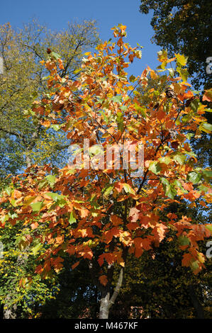 Sorbus torminalis, Wilde service Baum, Blätter im Herbst Stockfoto