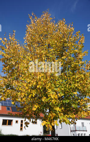 Tilia platyphyllos, großblättrige Linde, Blätter im Herbst Stockfoto