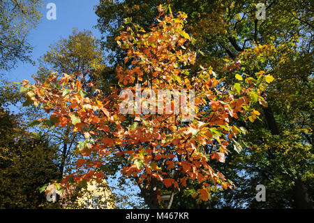 Sorbus torminalis, Wilde service Baum, Blätter im Herbst Stockfoto