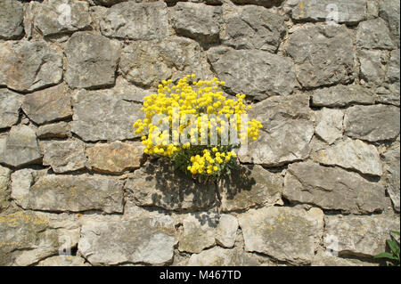 Alyssum saxatile, Syn. Aurinia saxatilis, Goldene alyssum Stockfoto