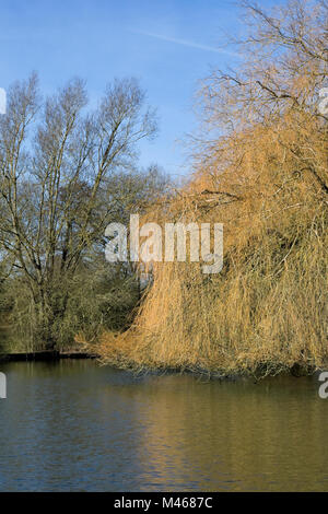 Olea europaea Baum. Weeping Willow Tree in Winter am Rande eines Sees. Stockfoto