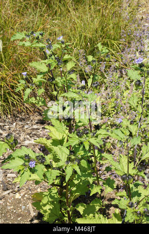 Nicandra physaloides, Giftbeere, Husch-fly Anlage Stockfoto