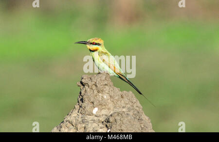 Kleine Biene - Esser sitzen auf einer Termite Hill, Bamurru Plains in der Nähe von Kakadu National Park, Northern Territory, Australien Stockfoto