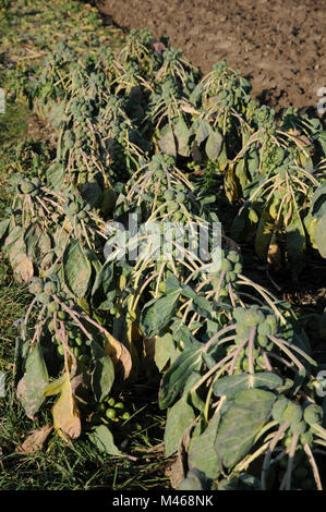 Brassica oleracea gemmifera Variegata, Rosenkohl Stockfoto