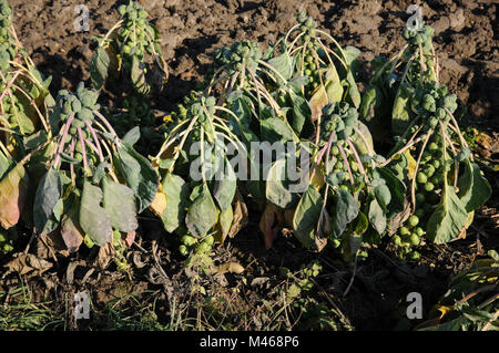 Brassica oleracea gemmifera Variegata, Rosenkohl Stockfoto