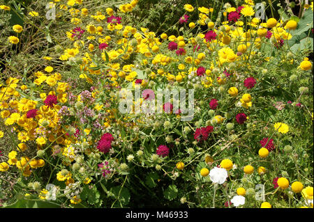 Knautia-macedonica-Mars Midget, Mazedonisch Witwe Blume Stockfoto