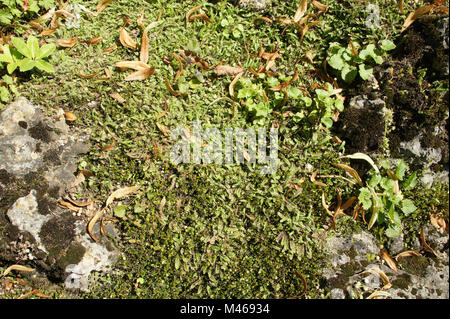 Leptinella squalida, Syn. Cotula, Neuseeland Messing botton Stockfoto