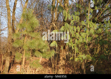 Pondrosa Pinus ponderosa Kiefern, Pinus wallichiana, Himalayan pine Stockfoto