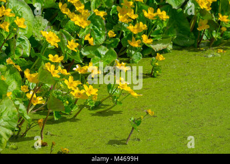 Caltha palustris auch als Kingcup, Sumpfdotterblume und Mollyblobs bekannt. Stockfoto