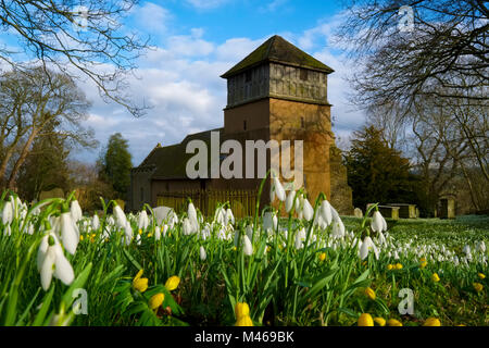 Schneeglöckchen und Winter aconites auf dem Friedhof in Shipton, Shropshire, England, Großbritannien Stockfoto