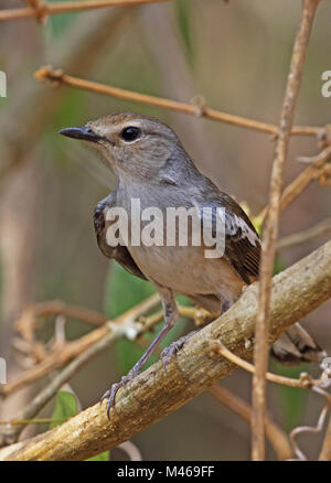 Von pelzeln Magpie - Robin (Copsychus pica) erwachsenen Weibchen auf Zweig thront. Madagassischen endemisch Ampijoroa Wald Station, Ankarafantsika finden, Madagasc Stockfoto