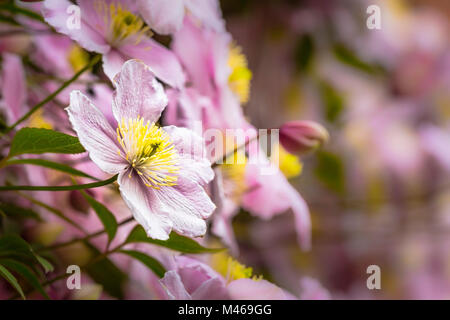 Eine große Clematis montana in voller Blüte. Stockfoto