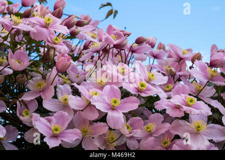 Eine große Clematis montana in voller Blüte. Stockfoto