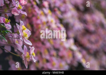 Eine große Clematis montana in voller Blüte. Stockfoto