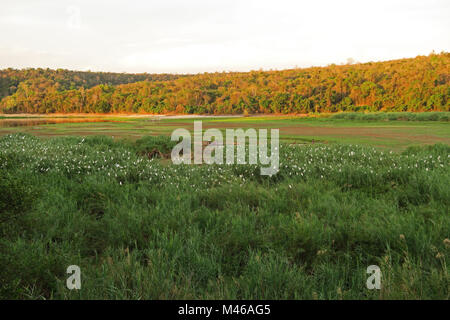 Egret roost am See Aufbau spät am Tag mit der lokalen Bevölkerung waschen bei einem Pool Lac Ravelobe, Ampijoroa Wald Station, Ankarafantsika Reserv Stockfoto